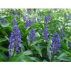 3 Live Hawaiian Ginger Cane Plant Sapphire Blue Nt