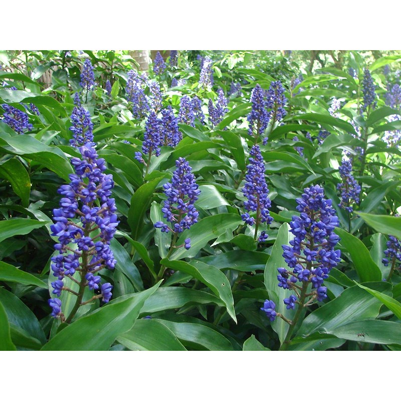 3 Live Hawaiian Ginger Cane Plant Sapphire Blue Nt