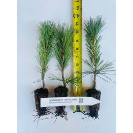 Unbranded Pinus strobiformis, Southwestern white pine or Mexican White Pine - 50 trees