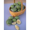 Pineapple Guava | 3 Large Gallon Size Plants | Feijoa