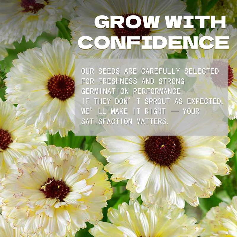 Garden Marigold Calendula Seeds Pack - Beautiful Garden Flowers Seeds