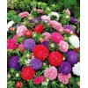 RAISE ME UP: Seeds Aster King Size Mix Annual Flowers