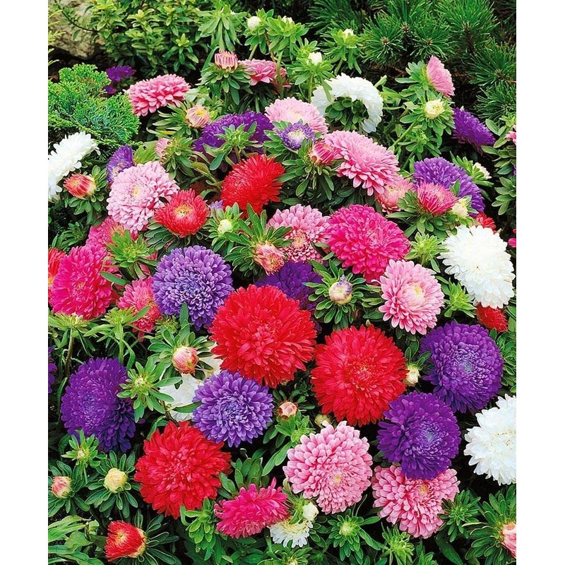 RAISE ME UP: Seeds Aster King Size Mix Annual Flowers