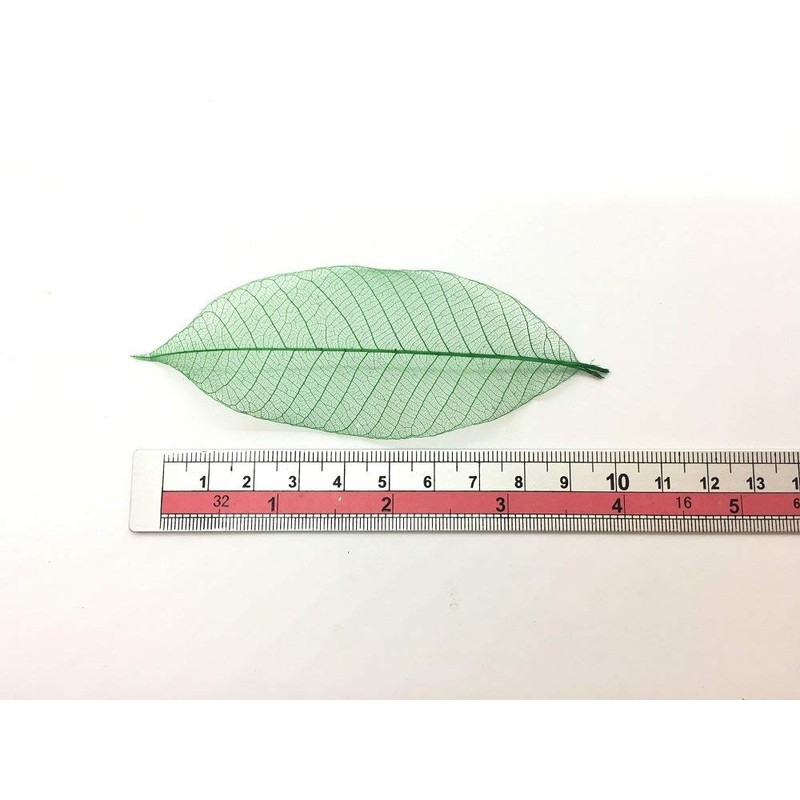 100 Pcs 4-5 Inch Skeleton Leaves Rubber Tree Natural Scrapbooking