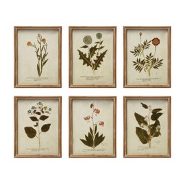 Creative Co-Op Wood Framed Portraits of Botanical Prints, Multicolor, Set of 6