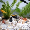 Tiny Mixed Ocean Beach Spiral Seashells &10 Small Starfish -
