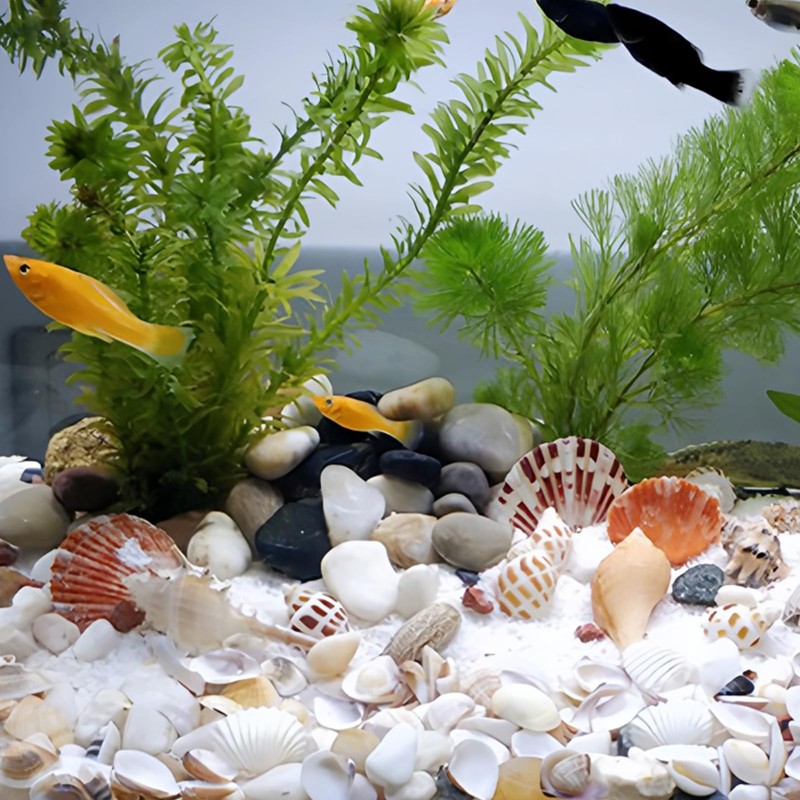 Tiny Mixed Ocean Beach Spiral Seashells &10 Small Starfish -