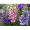 22Day Seeds: Seeds Delphinium Dwarf Mix/Annual Flowers