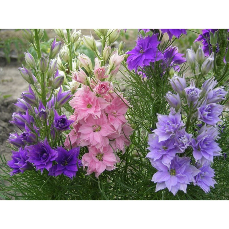 22Day Seeds: Seeds Delphinium Dwarf Mix/Annual Flowers