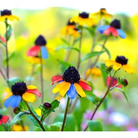 5G Multicolored Susan Seeds Attracts Butterflies Plant in Your Flower Garden