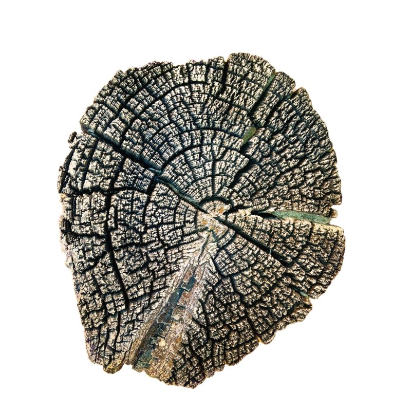 Concrete Texture Stamps And Masonry Forms Tool - Tree Stump