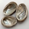 VIE Abalone Shell, 5-8cm, Natural, One Size