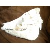 Domestic Pig Skulls Hog Taxidermy
