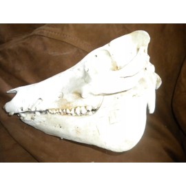 Domestic Pig Skulls Hog Taxidermy