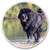 Vinyl Stickers (Set of 2) 7.5cm - Newfoundland Dog Puppy