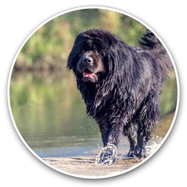 Vinyl Stickers (Set of 2) 7.5cm - Newfoundland Dog Puppy Cute #2279