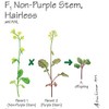 Wisconsin Fast Plants F1 Hairless Non-Purple Stem, Pack of 50