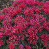 Toadstool Seeds 100 Cherry Pops Bee Balm Seeds Flowers Seed
