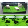 5pack Aquarium Plant S.e.e.d Set, not Artificial plasticl Plant. Real