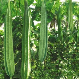 Inherited Seeds Ridged gourds/Angled Luffa 15+ HEIRLOOM Seeds NON-GMO 100% Organic Free Shipping