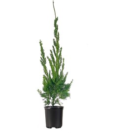 Hollywood Juniper - Juniperus Chinensis Torulosa - 5 Live Quart Size Trees - Drought Tolerant Cold Hardy Evergreen Plant