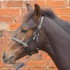 Foal Slip Hy Leather Foal Head Collar, Black, Small