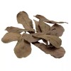 FLUVAL BETTA TROPICAL ALMOND LEAVES - 10 PACK