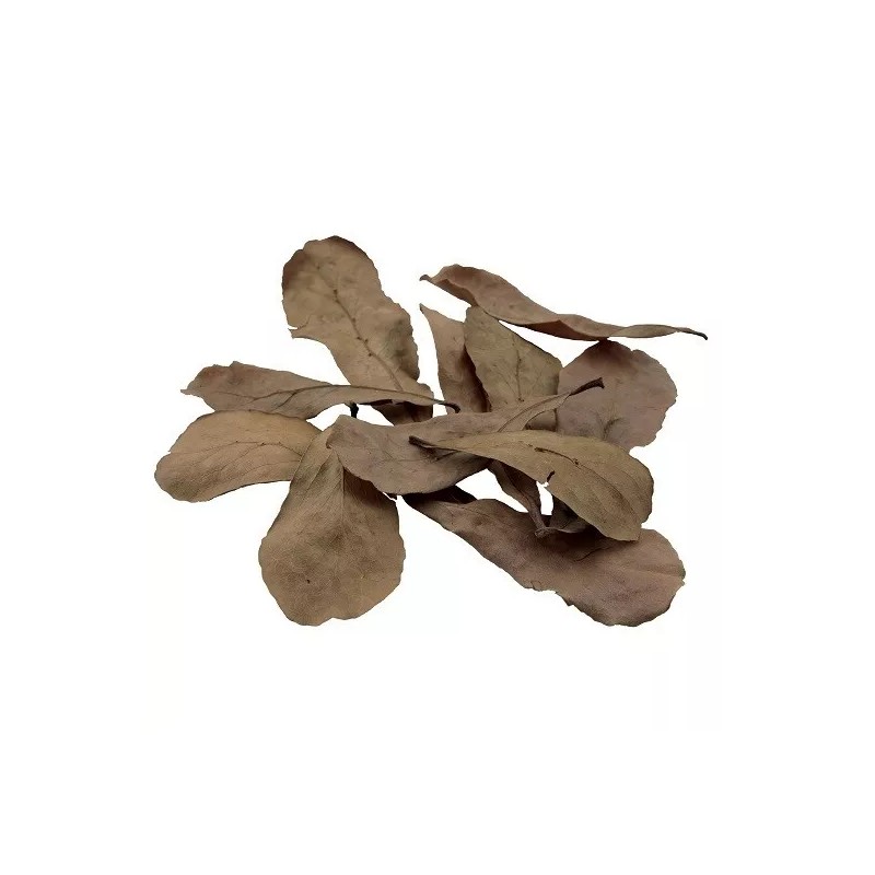 FLUVAL BETTA TROPICAL ALMOND LEAVES - 10 PACK