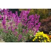 Butterfly & Bees 8x1: Busy Lizzie/Larkspur/ScentedStock/Foxglove/Agastache/Forget-me-not/Lavander/Poppy