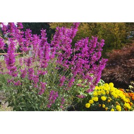 Butterfly & Bees 8x1: Busy Lizzie/Larkspur/ScentedStock/Foxglove/Agastache/Forget-me-not/Lavander/Poppy
