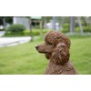 HiLine Gift Ltd. Poodle Sitting Statue Brown White 15.5" x