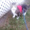 Mynwood Cat Jacket/Harness Red Fleece Kitten up to 8month