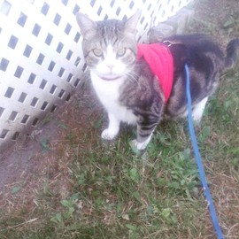 Mynwood Cat Jacket/Harness Red Fleece Kitten up to 8month