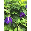 BeauTea Space Butterfly Pea Flower Herbal Tea_56g