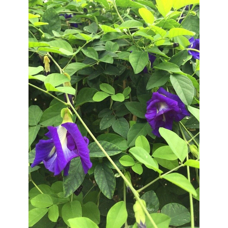 BeauTea Space Butterfly Pea Flower Herbal Tea_56g