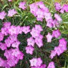 Outsidepride Cheddar Pink Dianthus Seeds for Planting - 2000 Pcs