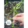 KS 200+ pcs TRIPLE-STEM WATER SPINACH SEEDS, Ong Choy, Kangkong,