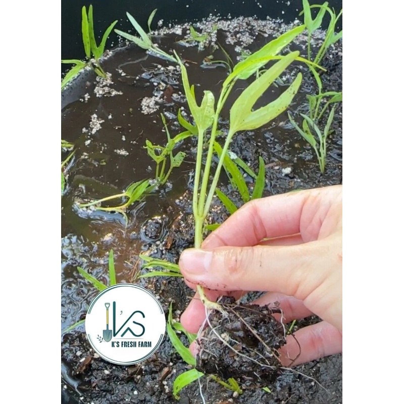 KS 200+ pcs TRIPLE-STEM WATER SPINACH SEEDS, Ong Choy, Kangkong,