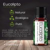 VIDA SCENTS OLEOS Aceite Esencial de Eucalipto 10 ML 100%