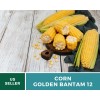 Southern Seeds Corn, Golden Bantam (12 Row) seeds - Heirloom