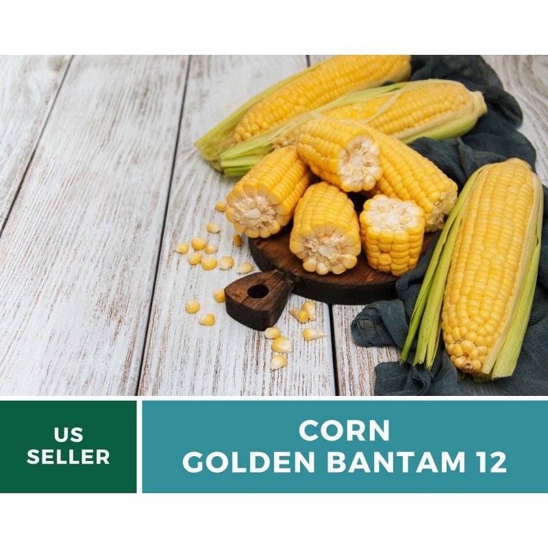 Southern Seeds Corn, Golden Bantam (12 Row) seeds - Heirloom