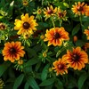 Black Eyed Susan Seeds (Dwarf) - Rustic Mix - 1