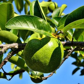 Dragon Garden's, Saipan 5 Pond Apple Tree Seeds (Annona glabra) Rare Tropical Alligator Apple Fruit Fast