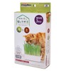Cat Man Grown at Home, Raw Cat Vegetables, Seeds and