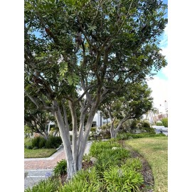 Home-Growth Tuckeroo, Carrotwood, Cupaniopsis Anacardioides - 20 Seeds 2025 - USA