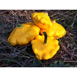 Golden-Yellow Pattypan Seeds for Planting Scallop Squash Custard Marrow Scallopini About 20 Seeds
