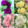 300 Seeds Alcea Chaters Double Apricot Flower Seeds Double Hollyhock