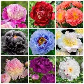 100+ Mix Peony Flower Seeds for Planting Heirloom Peony Poppy Seeds Open Pollinated Attract Butterflies Outdoor and Indoor