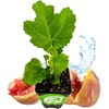 LSU Gold Fig Tree Starter Plant - Ficus carica by