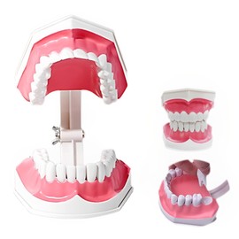 MIMIA Teeth Exploration Model Dental Implant Dental Model Upper and Lower Jaw Model Therapy Description Removable Wide Open Education Learning Children Teeth Model Teeth Model Teeth Toothpaste Instruction Orthodontic